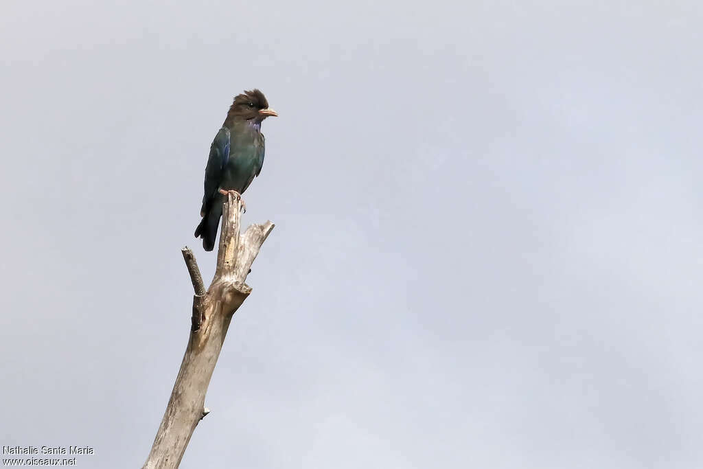 Oriental Dollarbirdimmature, identification