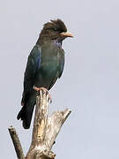 Oriental Dollarbird