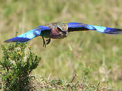 Lilac-breasted Roller