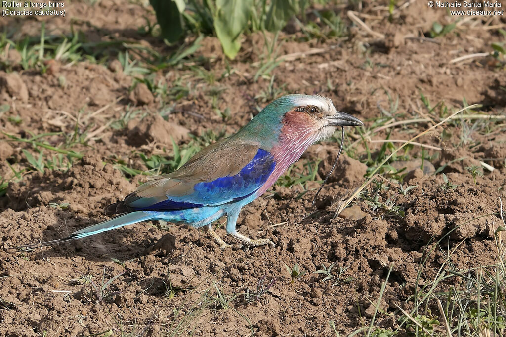 Lilac-breasted Rolleradult, identification, feeding habits, eats