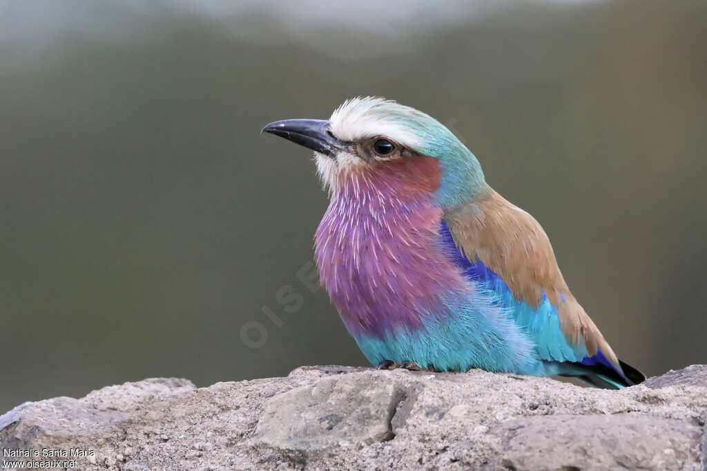 Lilac-breasted Rolleradult, close-up portrait