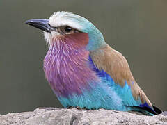 Lilac-breasted Roller