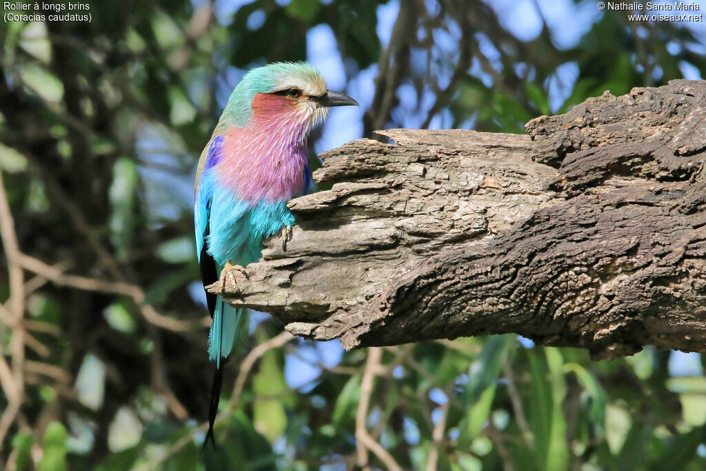 Lilac-breasted Rolleradult, identification, habitat, Behaviour