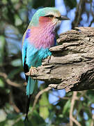 Lilac-breasted Roller