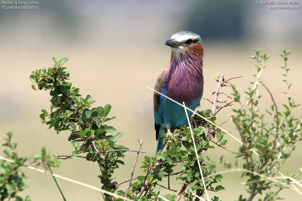 Lilac-breasted Rolleradult, identification, habitat