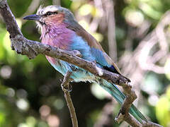 Lilac-breasted Roller