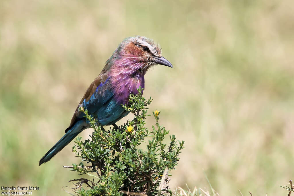 Lilac-breasted Rollerimmature, identification