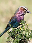 Lilac-breasted Roller