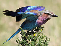 Lilac-breasted Roller