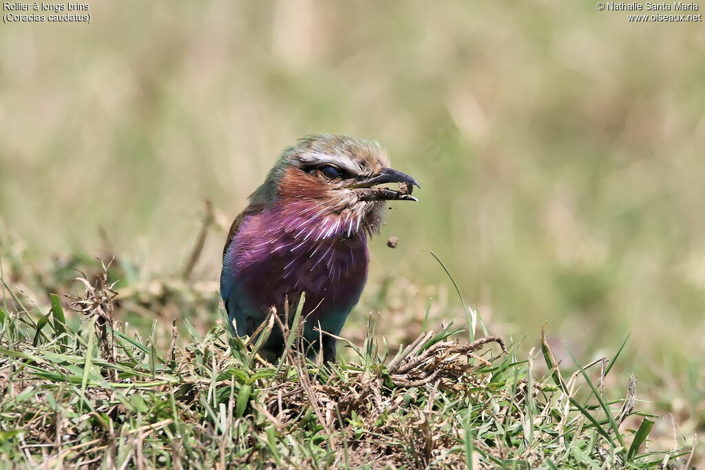 Lilac-breasted Rollerimmature, identification, habitat, Behaviour