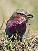 Lilac-breasted Roller