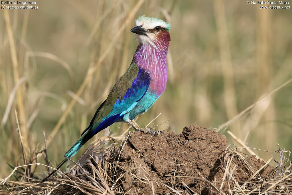 Lilac-breasted Rolleradult, identification, habitat