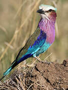 Lilac-breasted Roller