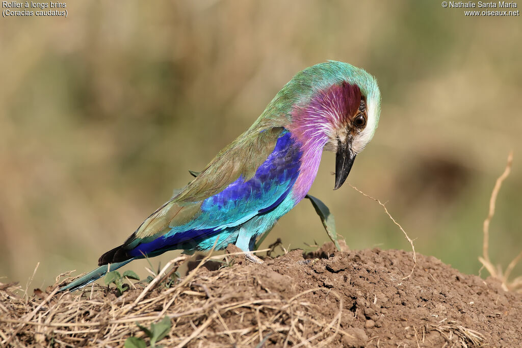 Lilac-breasted Rolleradult, identification, habitat