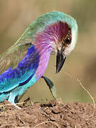 Lilac-breasted Roller