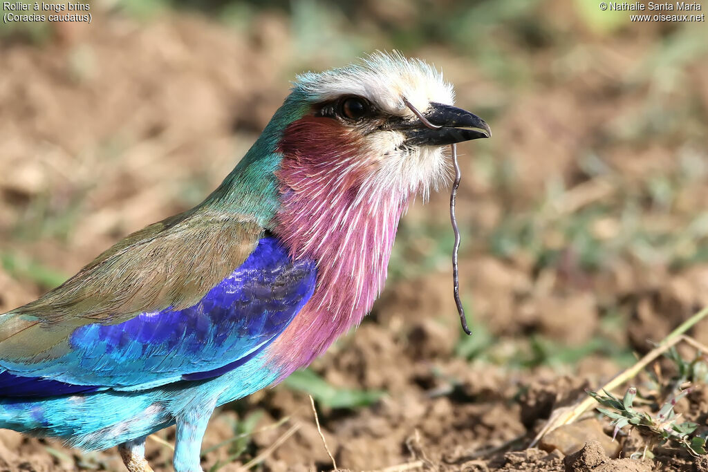 Lilac-breasted Rolleradult, identification, feeding habits, eats