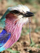 Lilac-breasted Roller