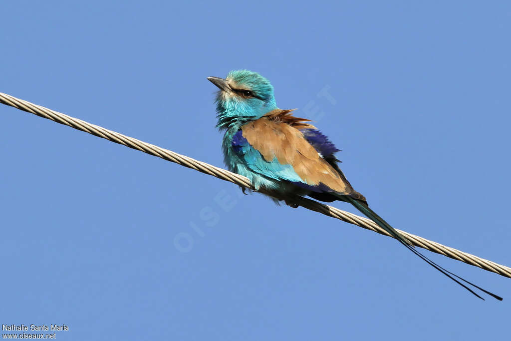 Rollier d'Abyssinieadulte, identification