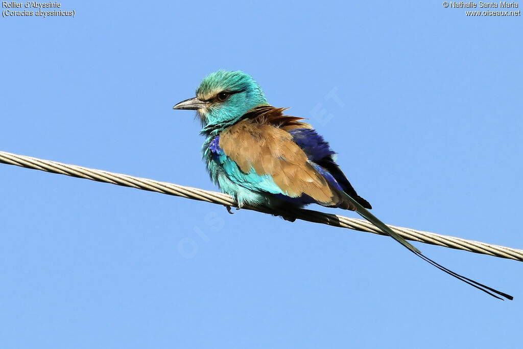 Rollier d'Abyssinieadulte, identification