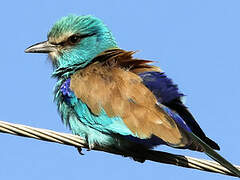 Abyssinian Roller