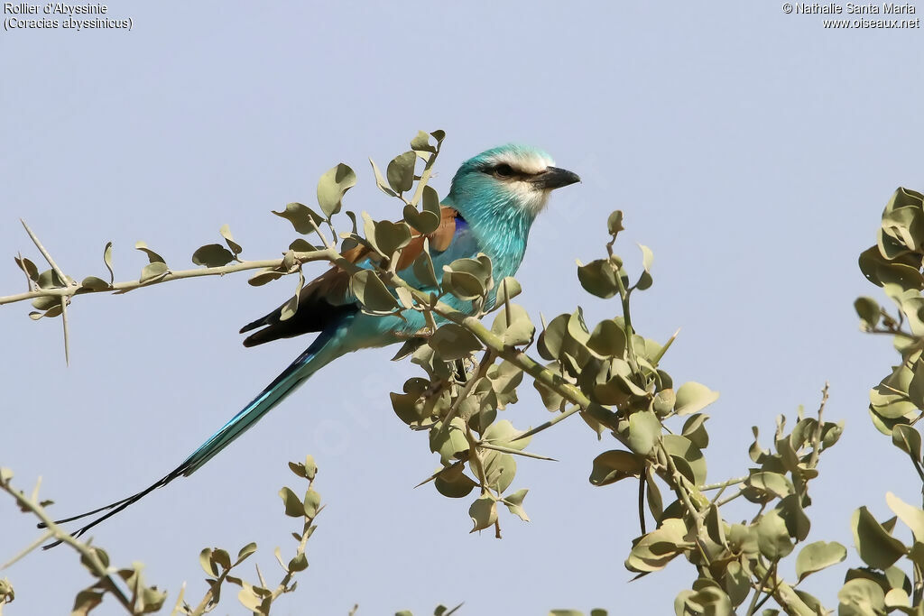 Rollier d'Abyssinieadulte, identification