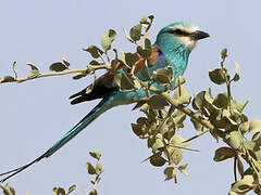 Abyssinian Roller