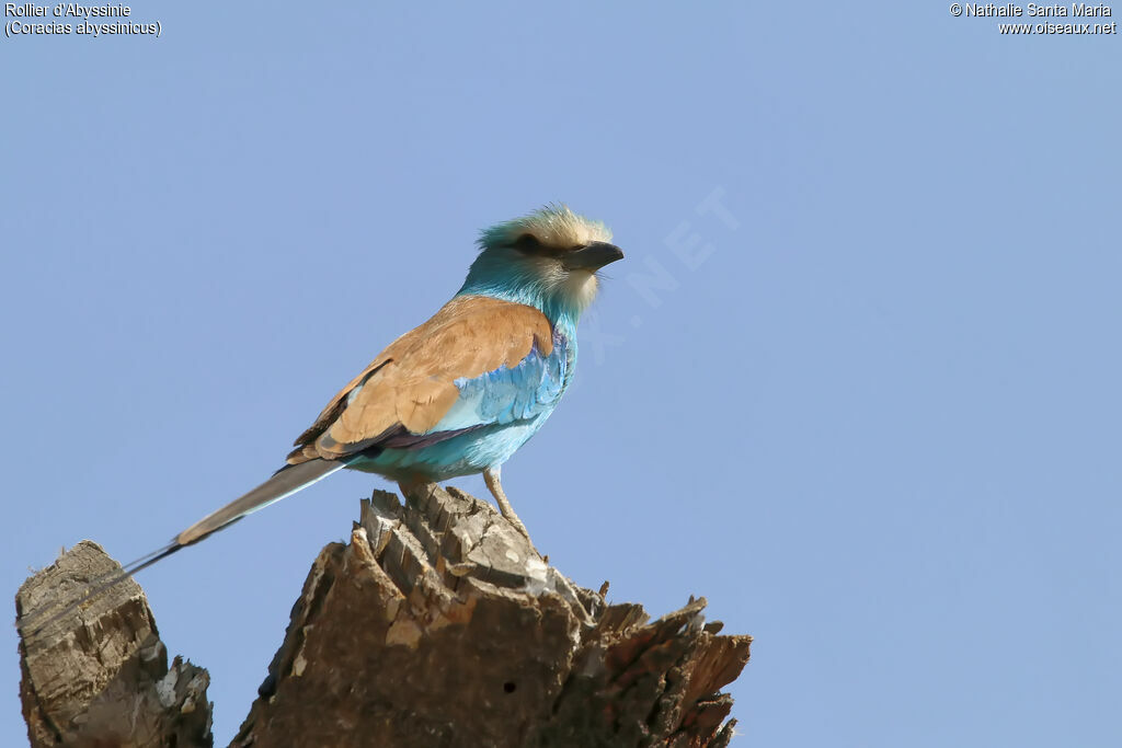 Rollier d'Abyssinieadulte, identification