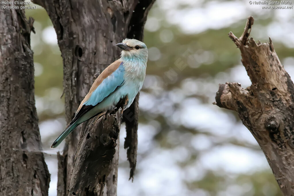 European Rolleradult, identification, habitat