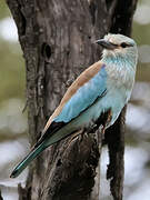 European Roller