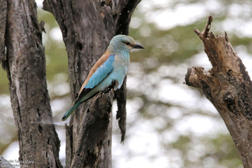 European Rolleradult, identification