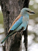 European Roller