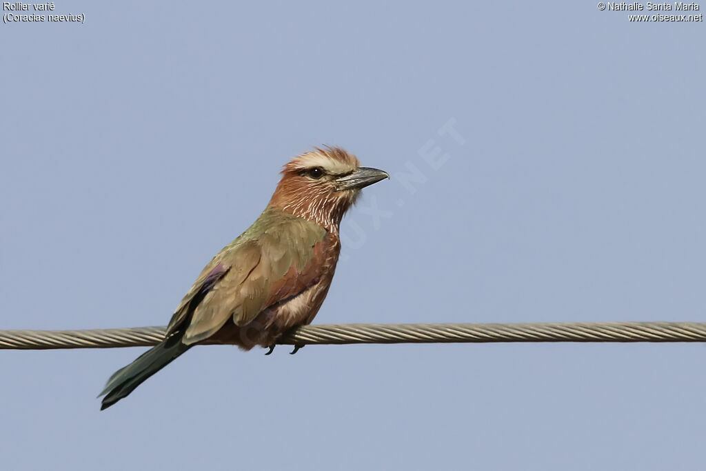 Purple Rolleradult, identification