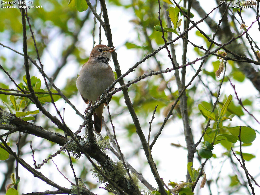 Common Nightingale male adult, identification, habitat, song