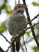 Common Nightingale