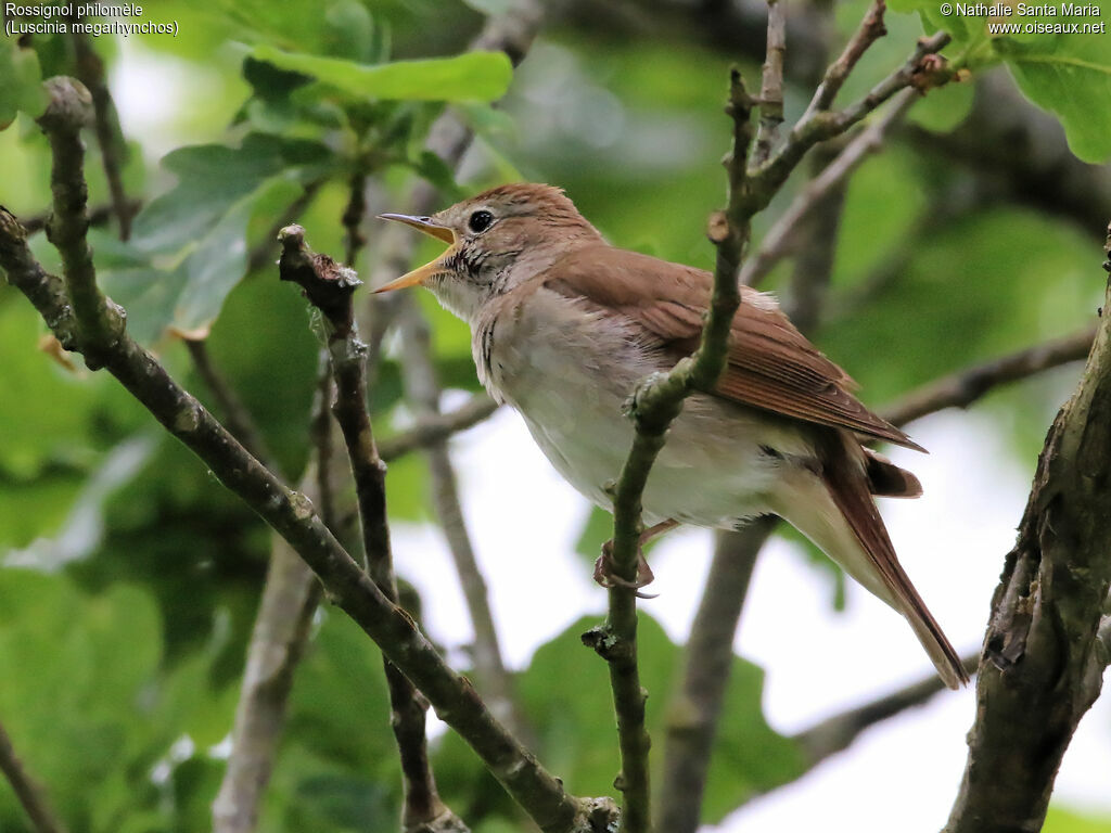 Rossignol philomèle mâle adulte, identification, habitat, chant