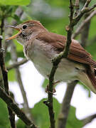 Common Nightingale