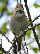 Common Nightingale