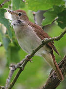 Common Nightingale