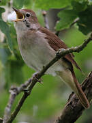 Common Nightingale