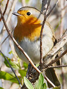 European Robin