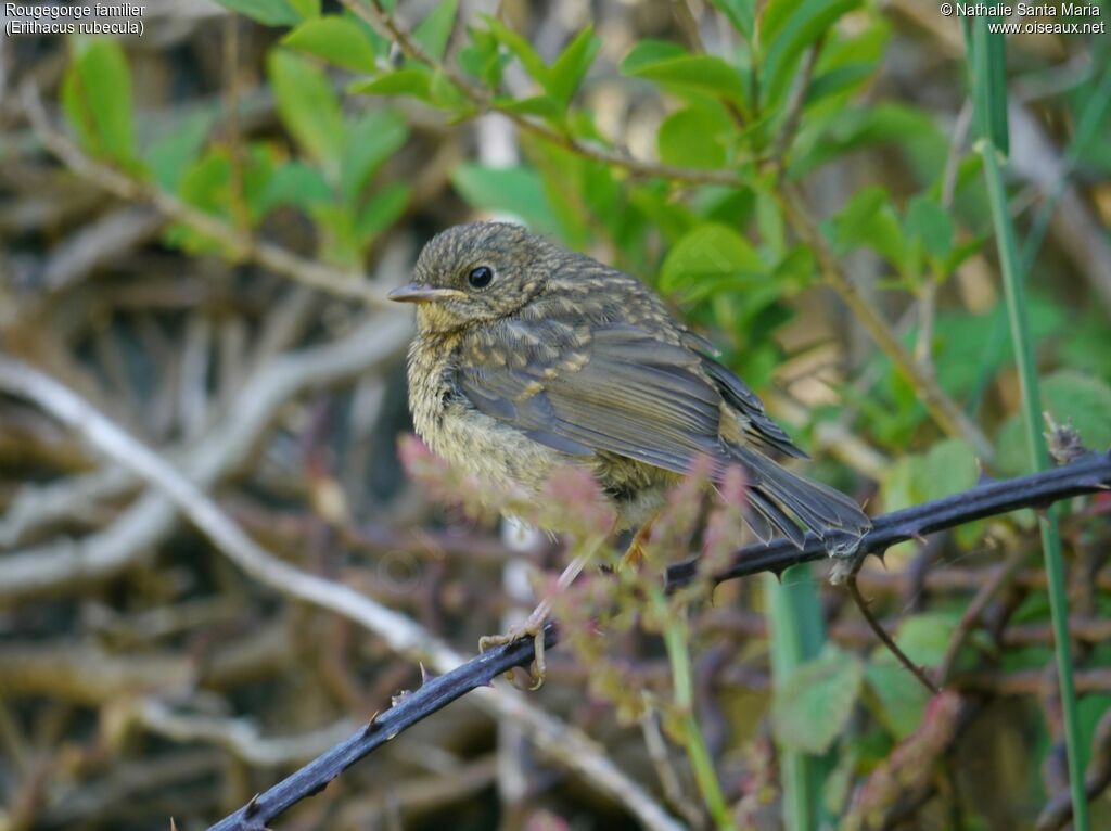 European Robinjuvenile, identification, Behaviour