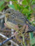 European Robin