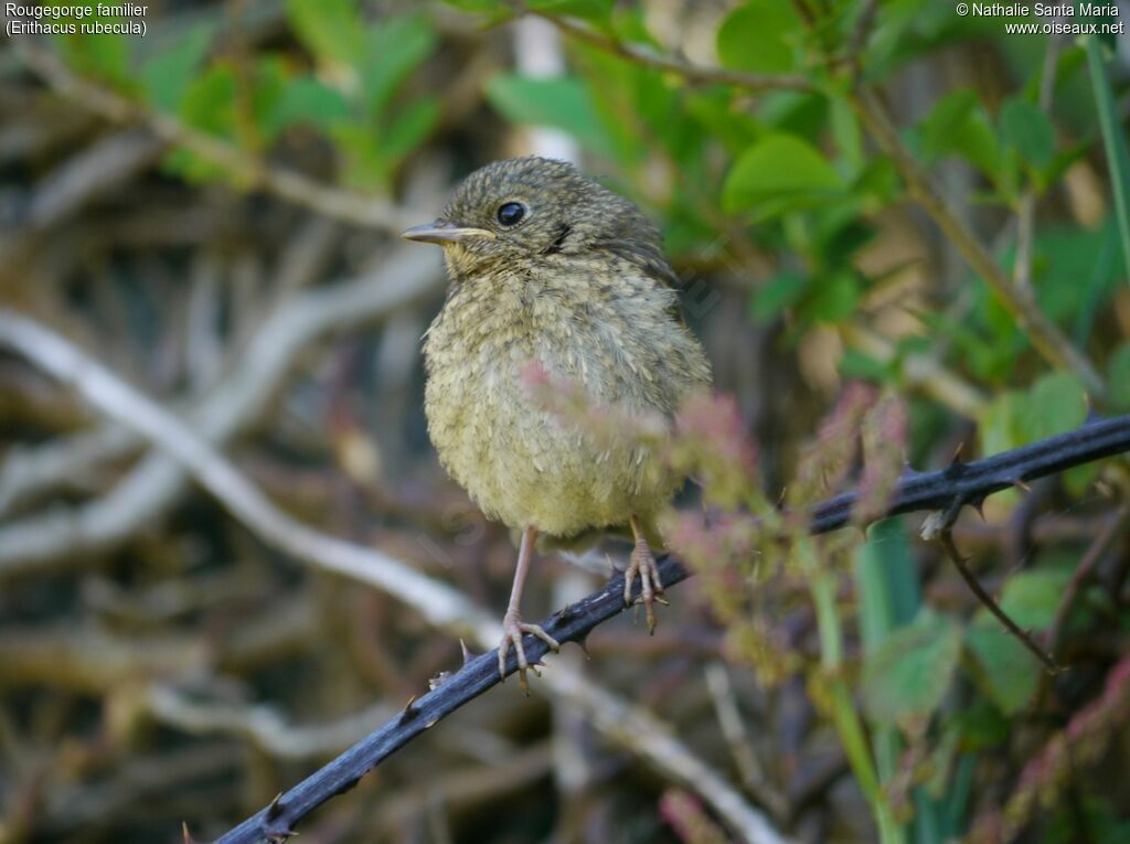 European Robinjuvenile, identification, Behaviour