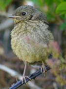 European Robin