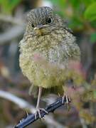 European Robin