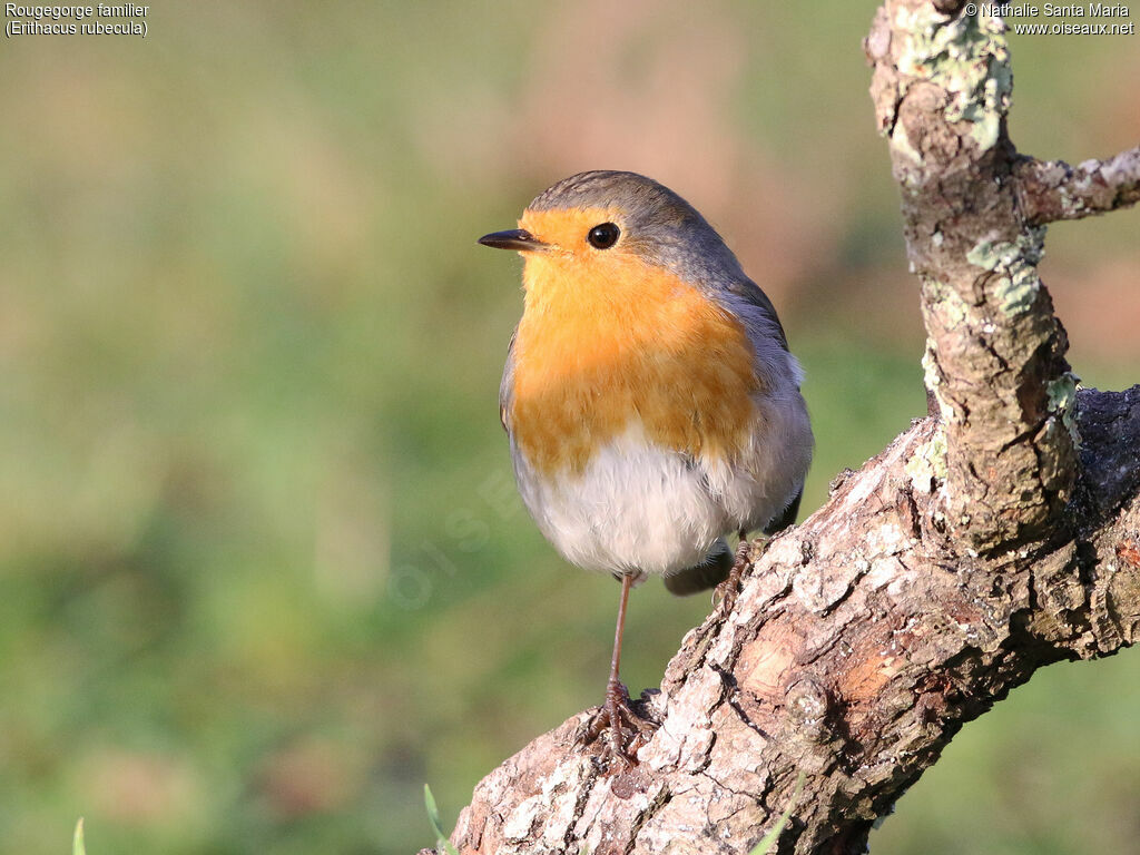 European Robinadult, identification, Behaviour