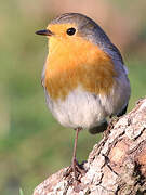 European Robin