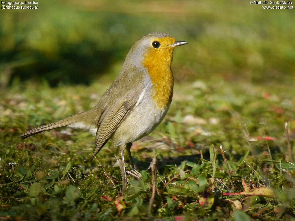 European Robinadult, identification, Behaviour