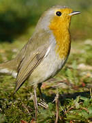 European Robin