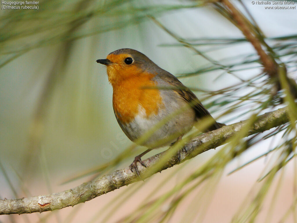 Rougegorge familieradulte, identification, habitat, Comportement